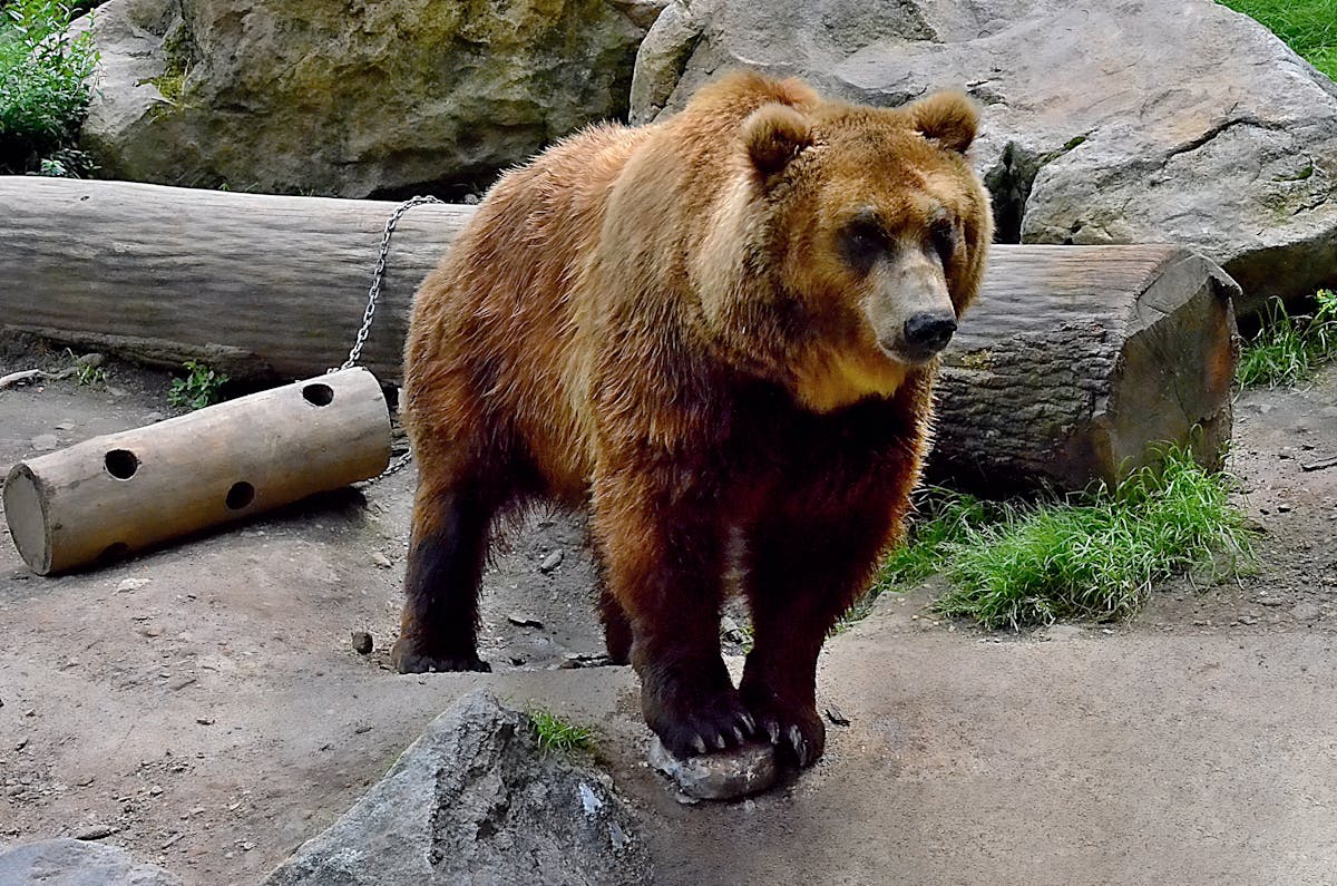 🎤 ¡Shakira Llena El Salvador de Emociones, ¿O Solo Llena El Co...