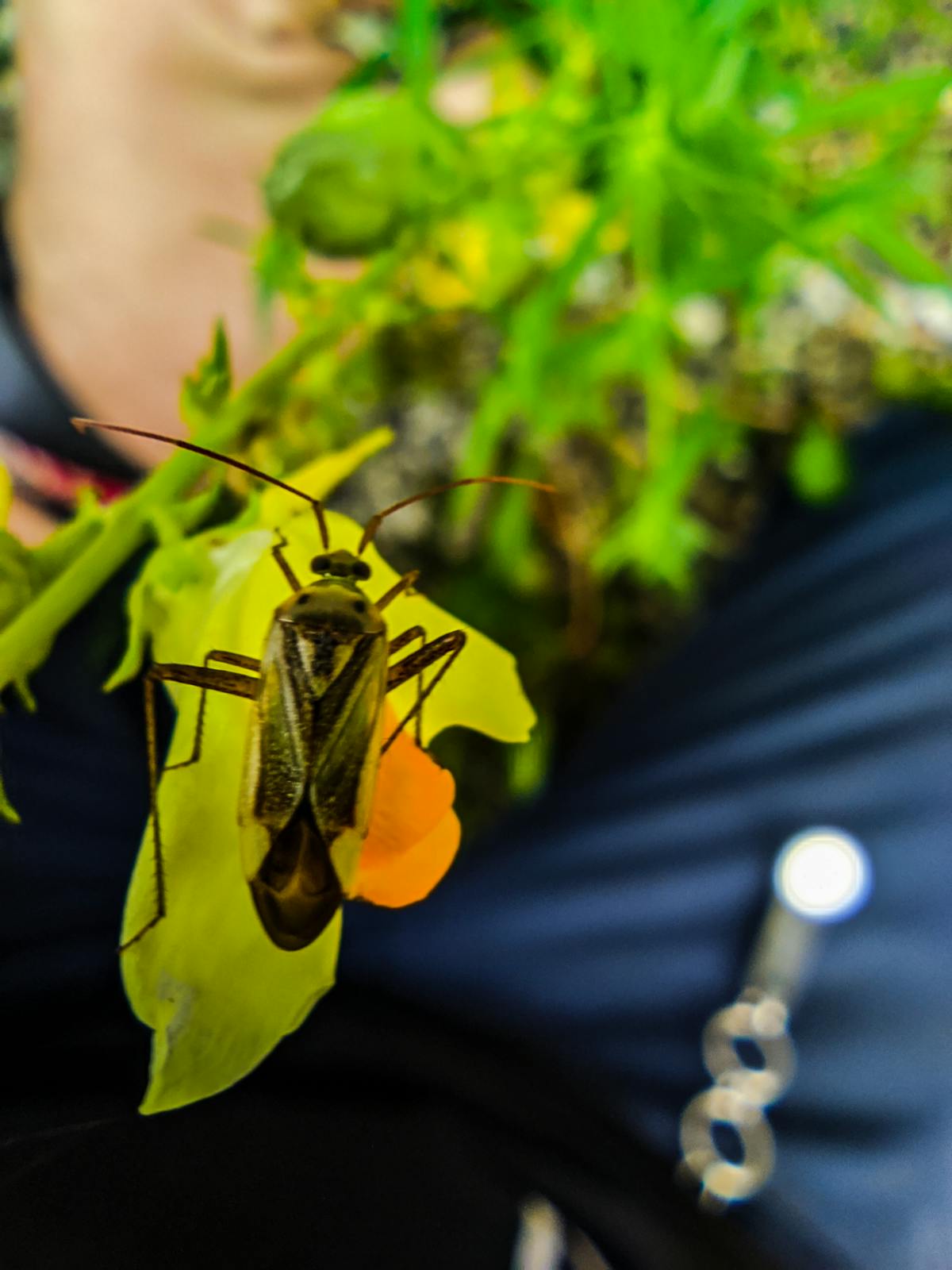 ¿Al Chile! ¿Qué Concierto es Este? 🔴