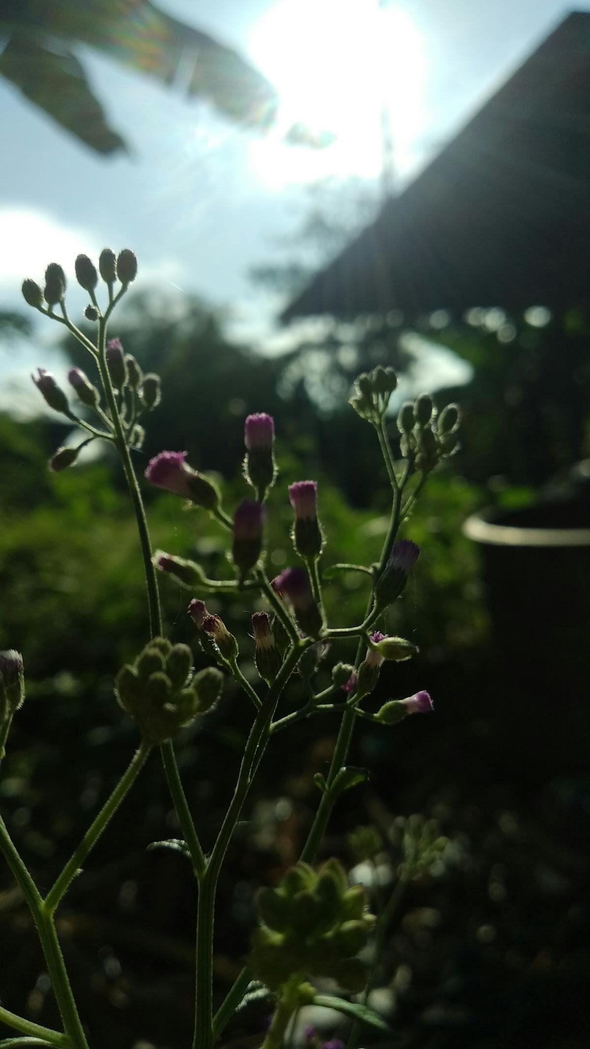 ¿Llegarán las York Girls a la cima del Lakeshore? 🏃‍♀️