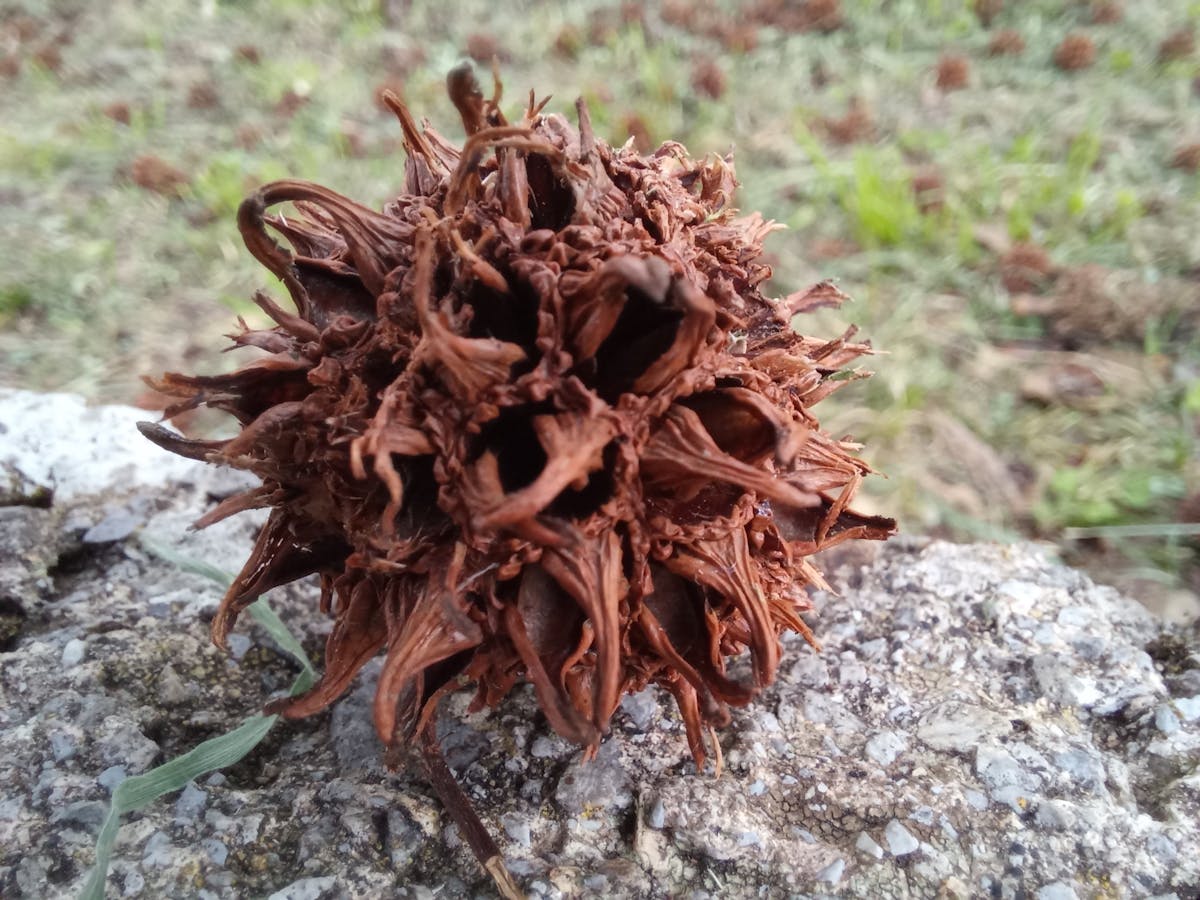 ¿Quién ganará la Copa de la Reina? 🏆 Real Madrid vs Barcelona:...