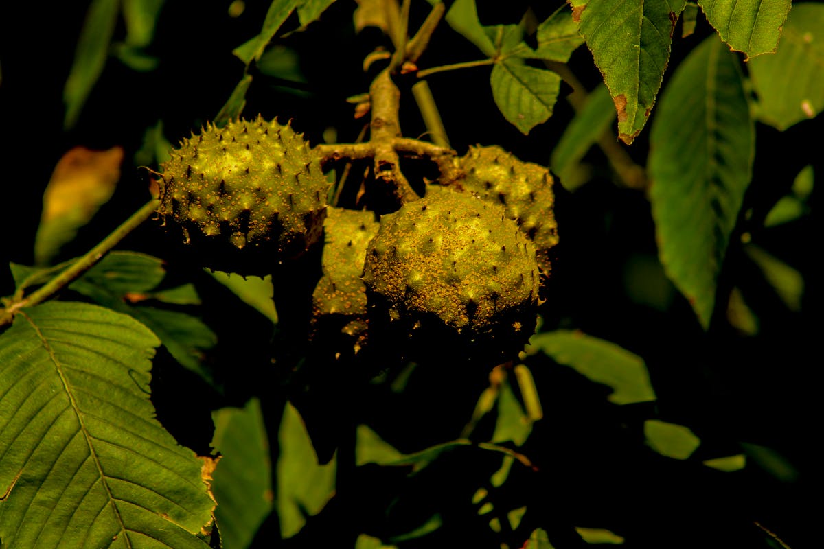 Chaves Veta Ley de Eventos Deportivos: ¿Quién Paga el Bole...
