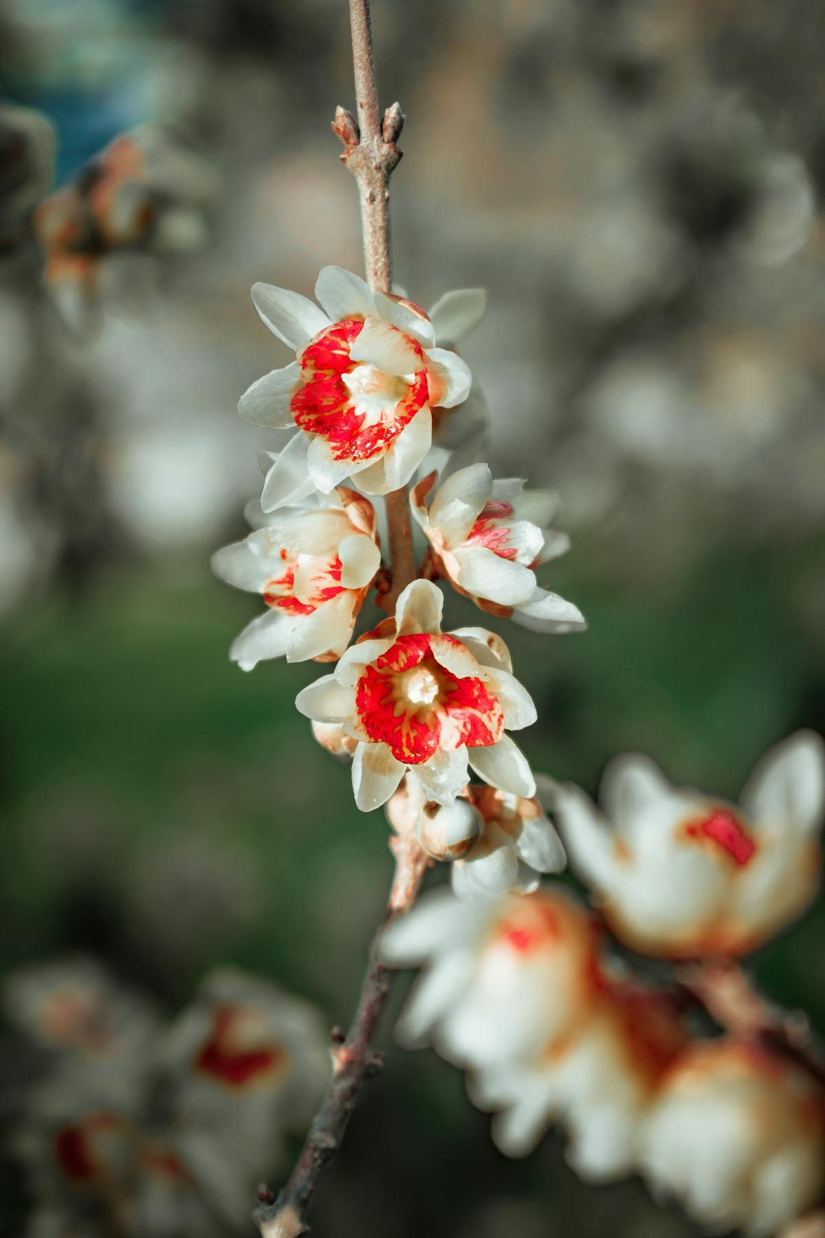 Argentina: ¿Se Agotó el Chorro o Solo Es Humo?