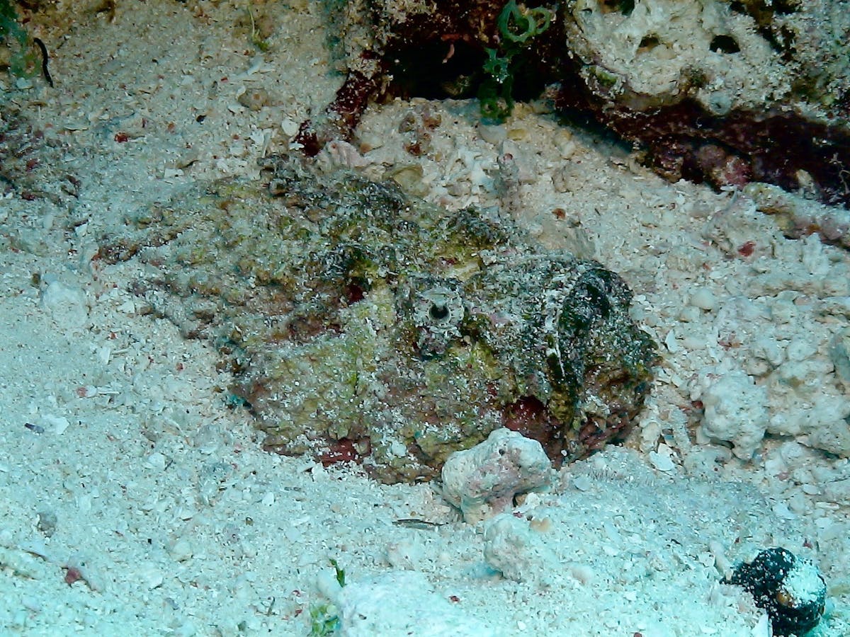 ¿Ya te chaleaste el concierto de Kelvis Ochoa?