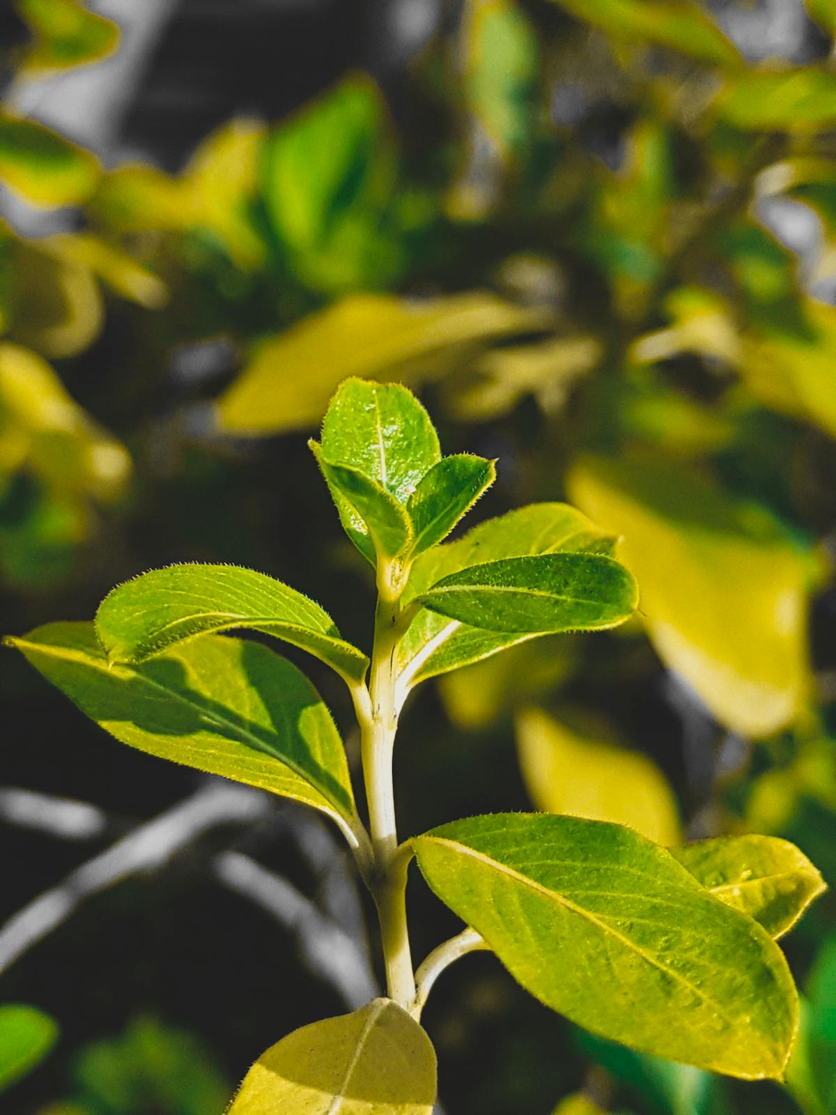 ¿Tu Rendimiento Es Un Líder o Un Chivo? 💪