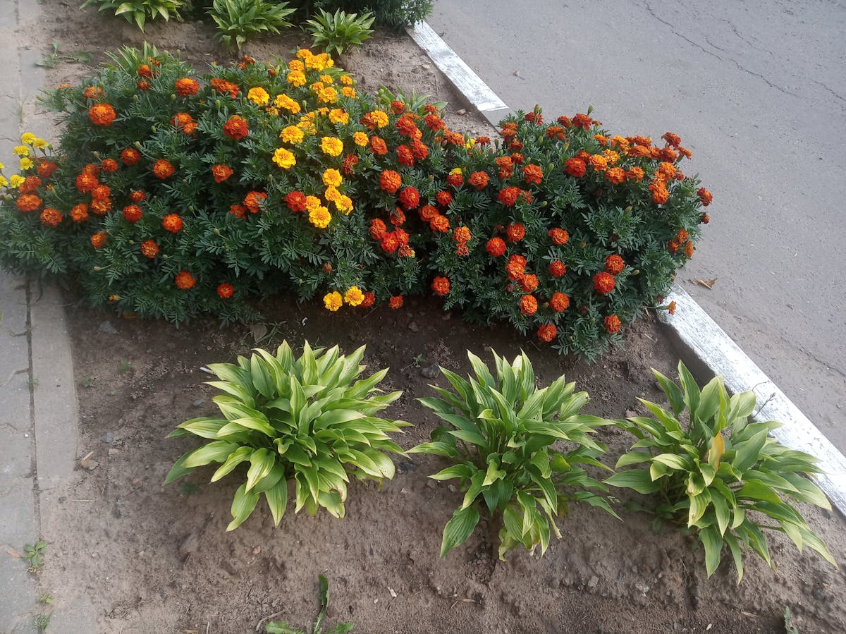 🚫 ¿Qué Pasa Si Ganadores de Elecciones con Mandato Vencido Se ...