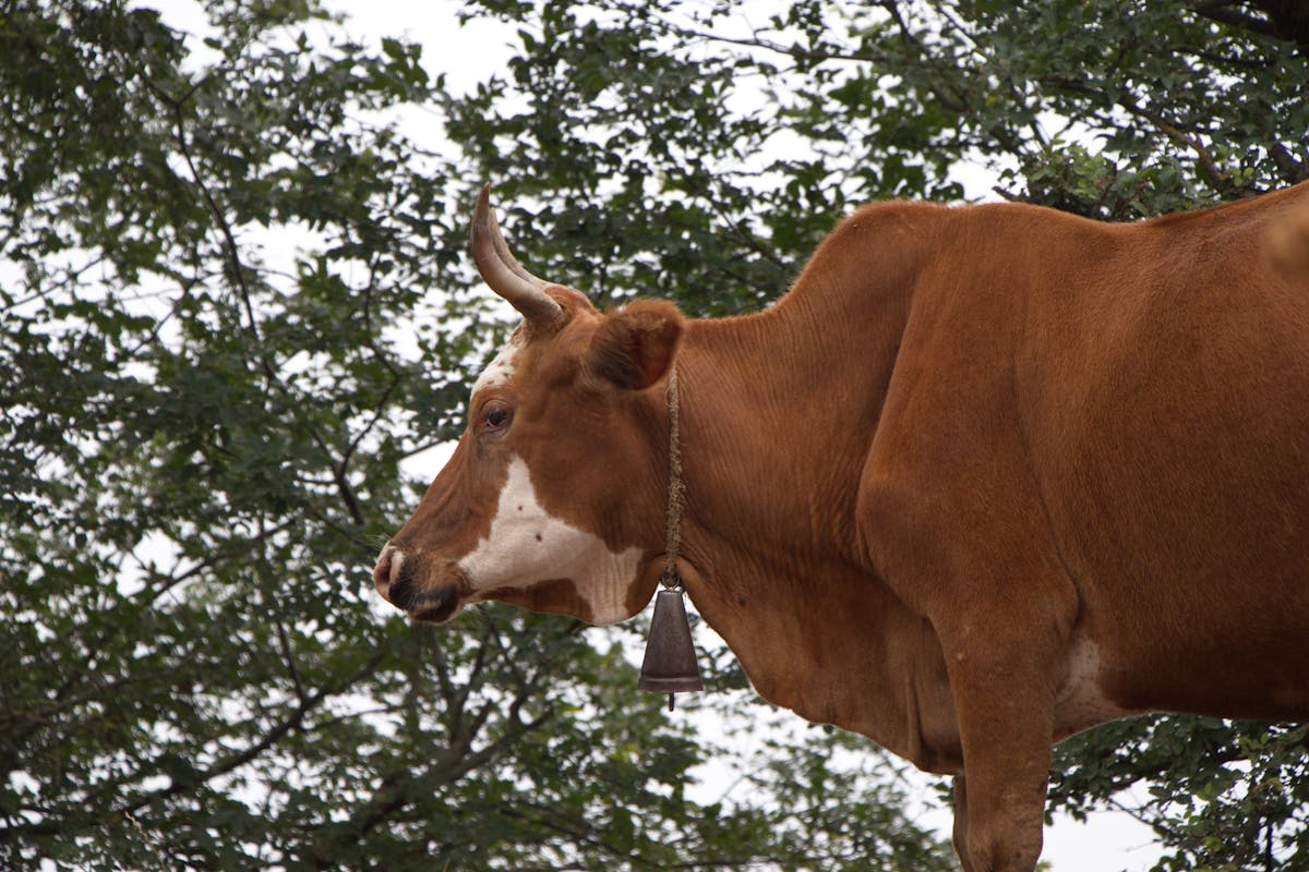 ¡La Baja de la Historia! 🚢 ¿El Concierto del Titanic Va a Hace...