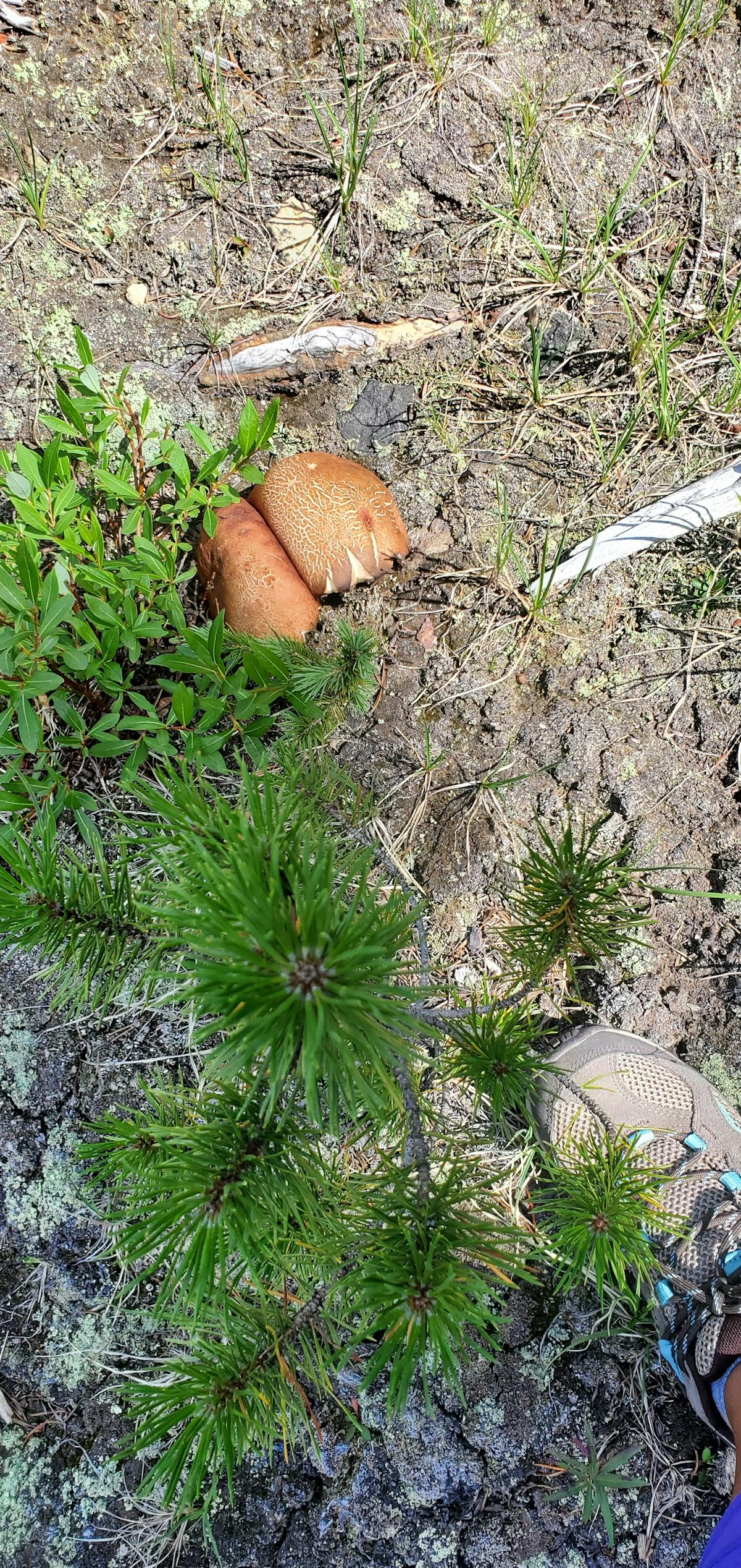 ¿Barça Rugby Sube a Liga Iberdrola o Solo Se Va de Copas?<...