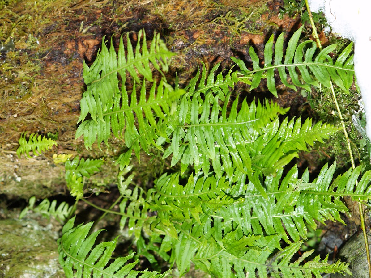 🚀 ¿El S26 de Samsung Cuesta el Rendimiento Vitalicio?