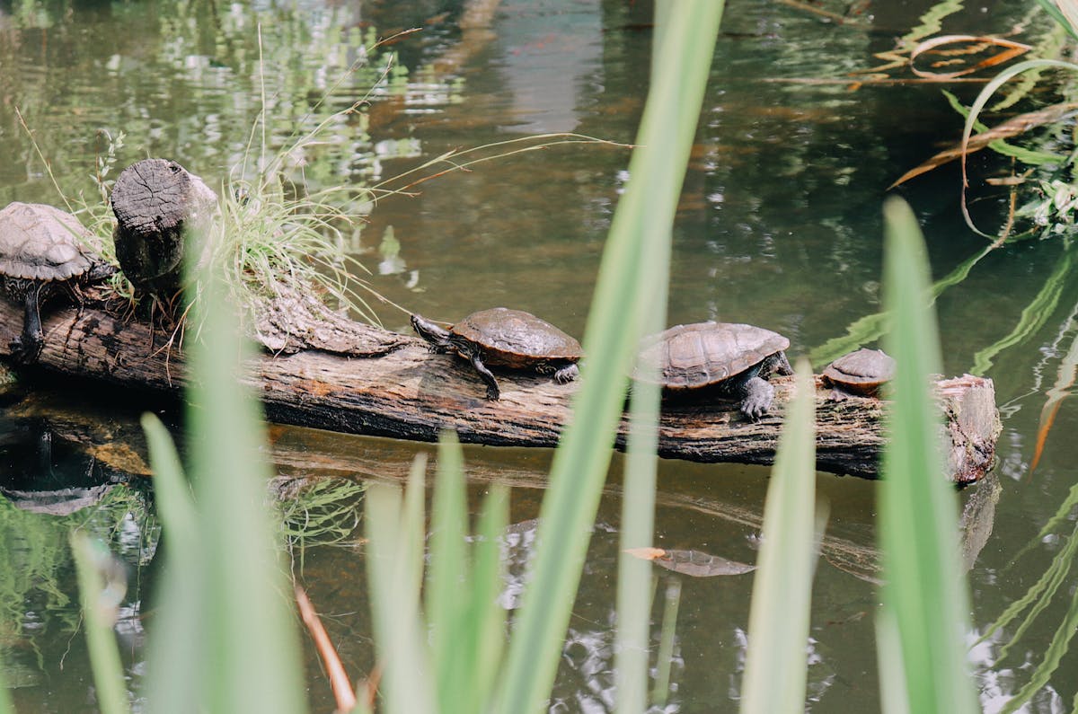 🌨️ ¿Lluvia o Día de Perdón? Senamhi advierte lluvias hasta el 25