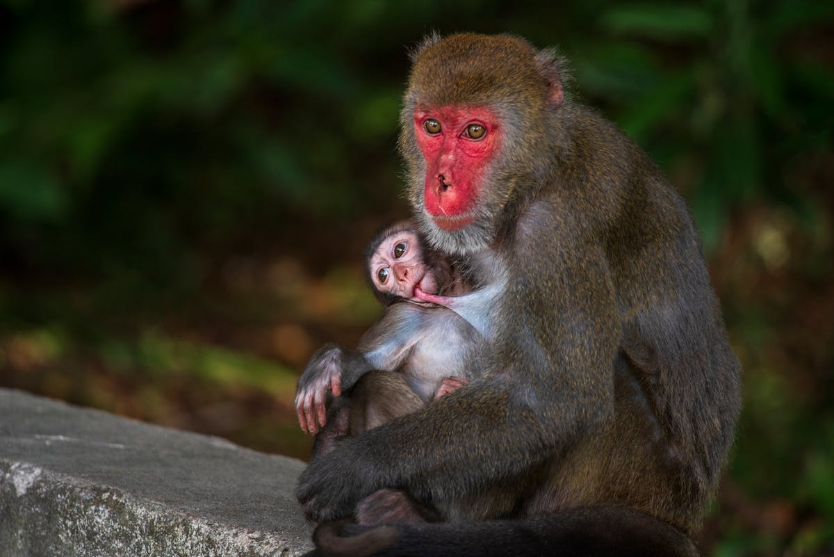 🤯 ¿Tolucanazo o Cruz Azuleño? ¡La Liga MX se Decide Hoy!