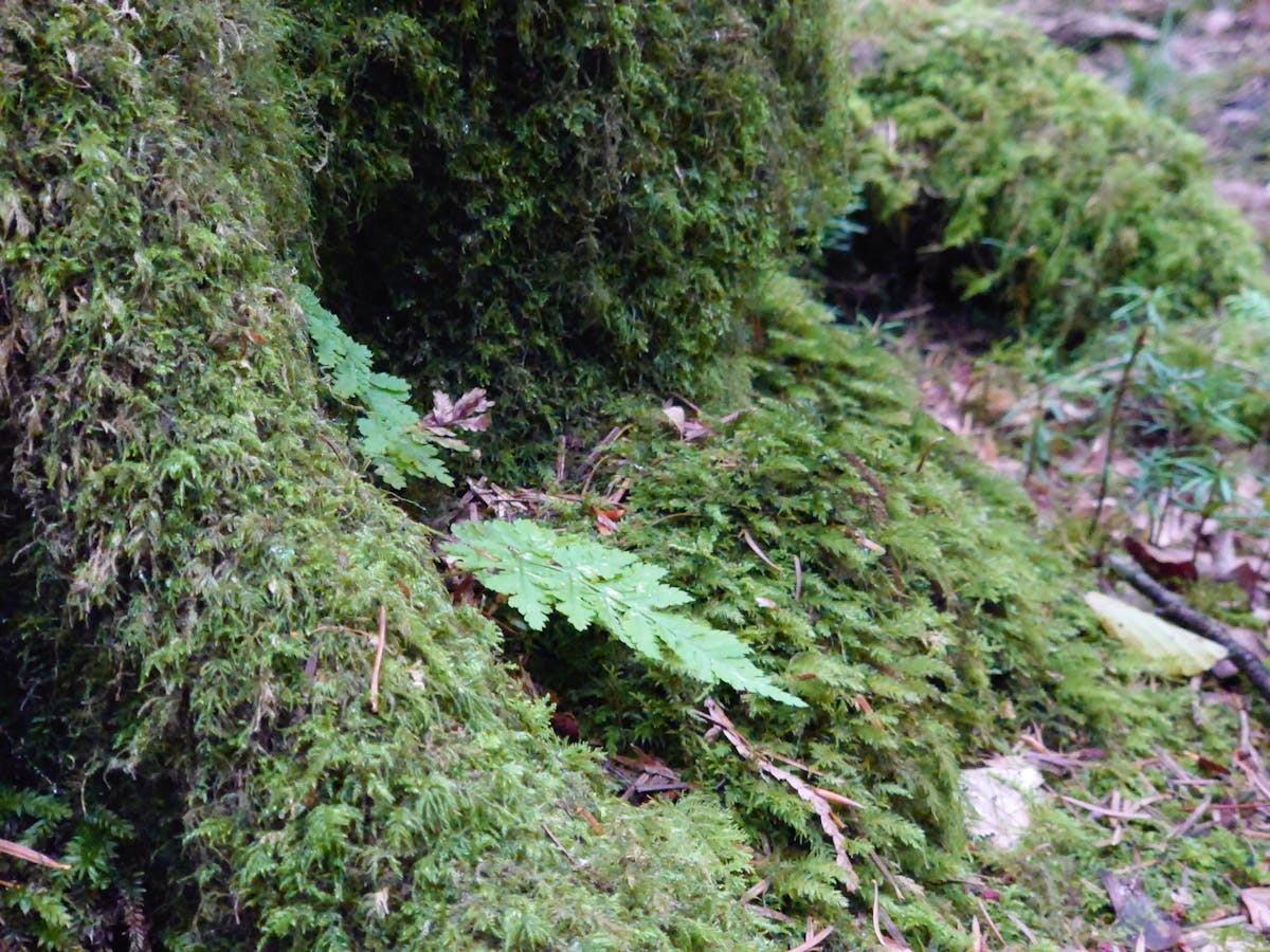 🚫 ¿Quién les pagó para testificar contra Trump?