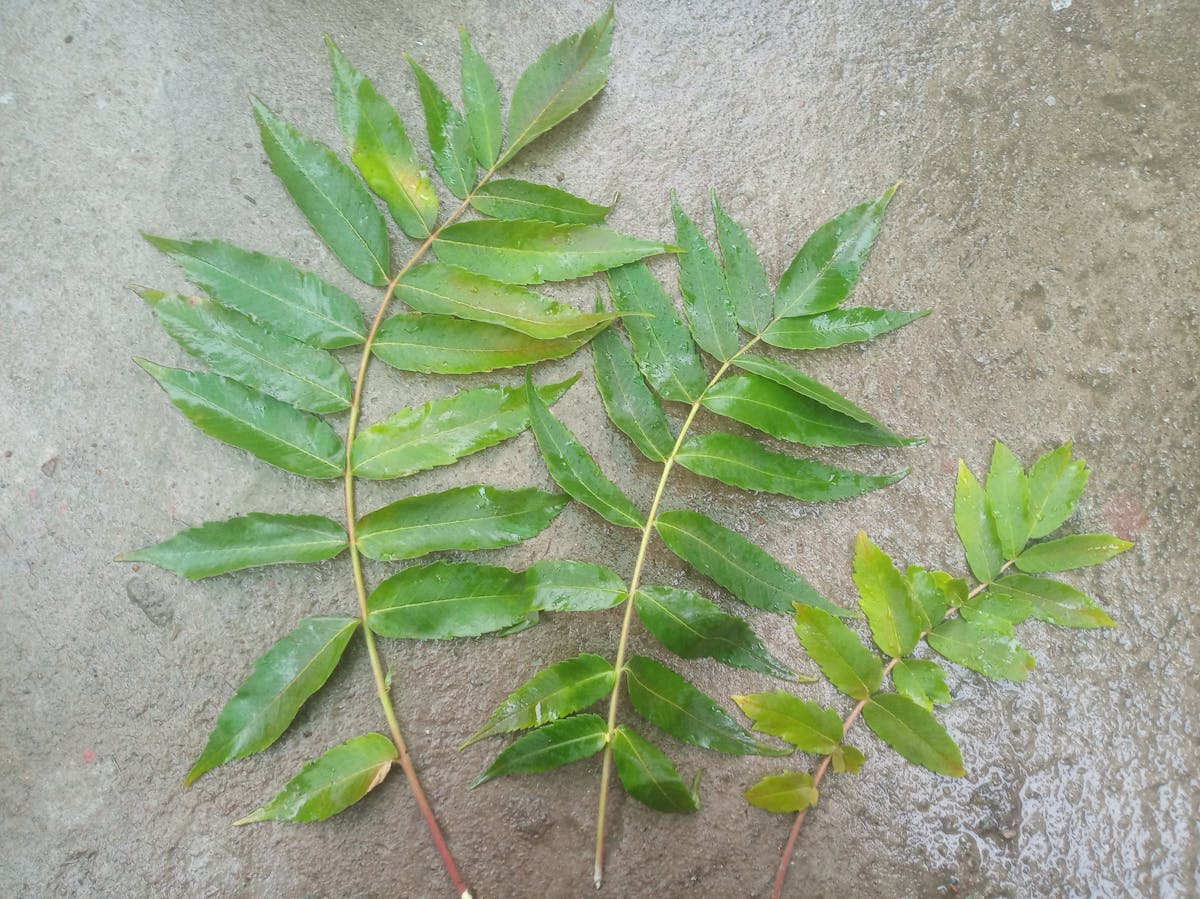 ¡Chale! ¿Sabes que puedes construir tu casa sin endeudarte...