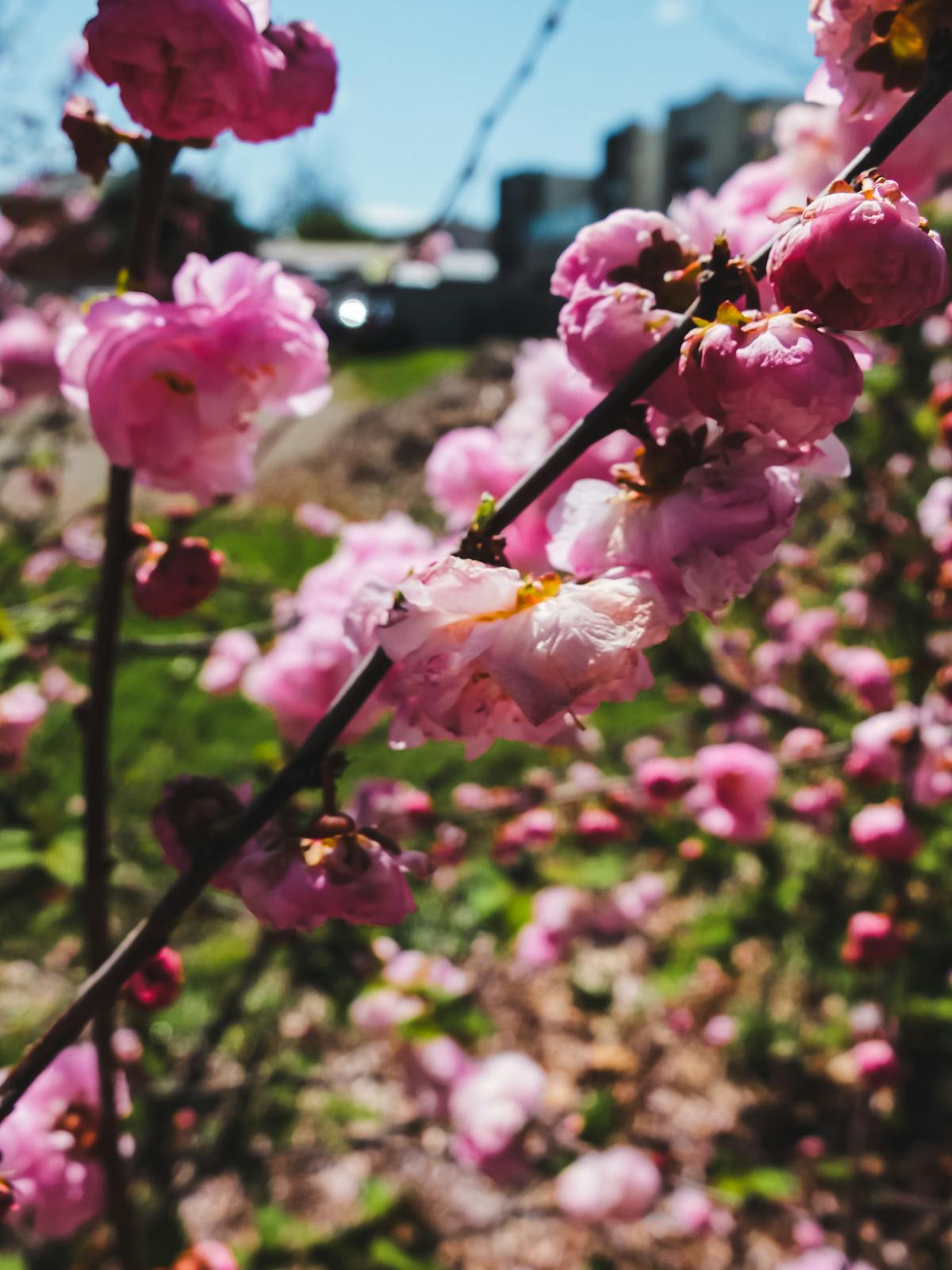 ¡No te Pases! 81% de México respalda a las Fuerzas Armadas...