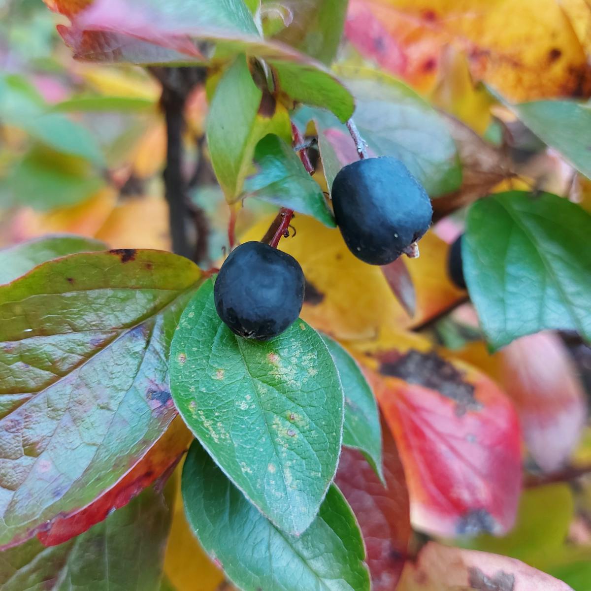 🌊 ¡Tembló como un gordo en la fiesta de la vida! ¿Colombia se ...