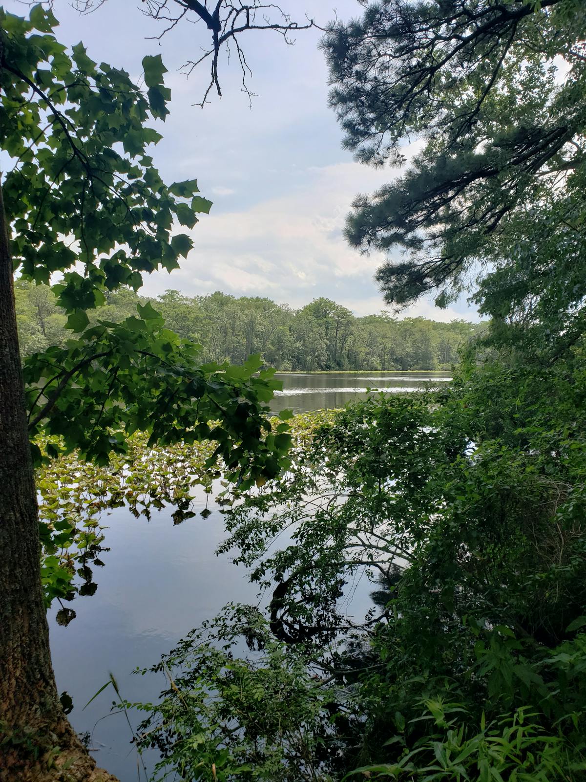 📚 ¿MasterClass o Autodidacta, ¿Quién Es Mejor?