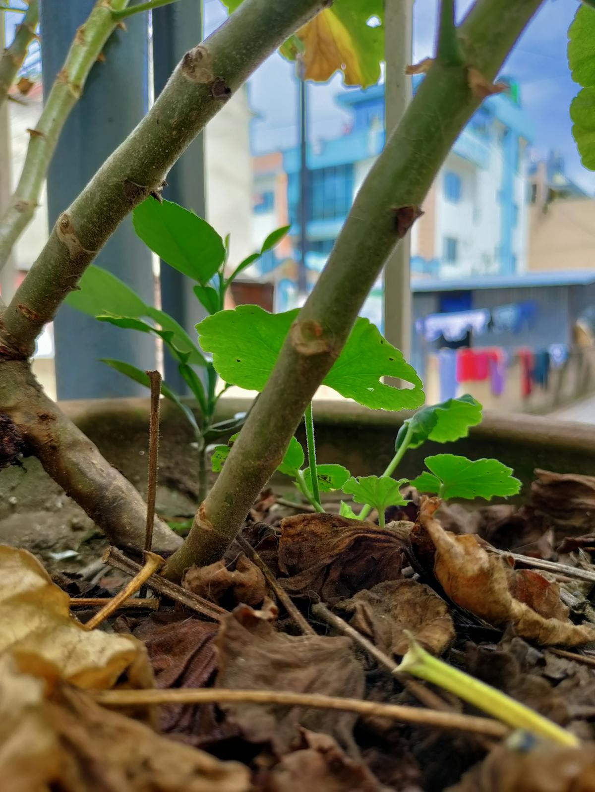 🚨 ¿La CDMX Es el Último Para Quedarse Sin Gas? Hoy No Circula ...