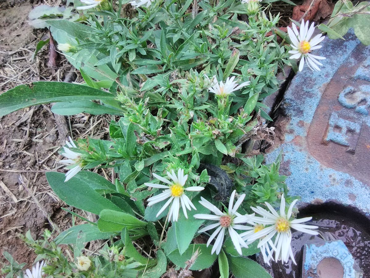 ¿Vamos a ver si Puerto Rico puede desmayar al Canadá? 🏀🇵🇷