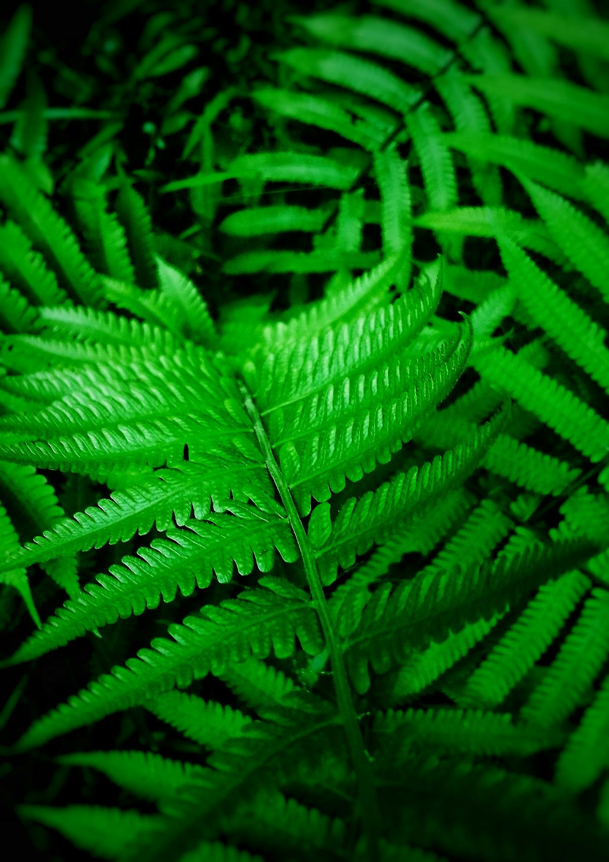 🚨 ¿Puede Trump Robar un Puente a Canadá y Nadie Lo Pare?