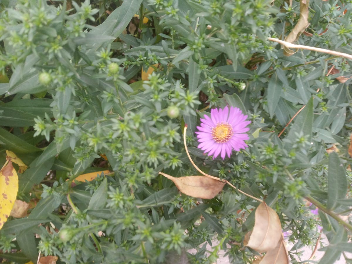 ¿Tu App de Chat Tiene Ciberseguridad o Solo Finge? 🔒