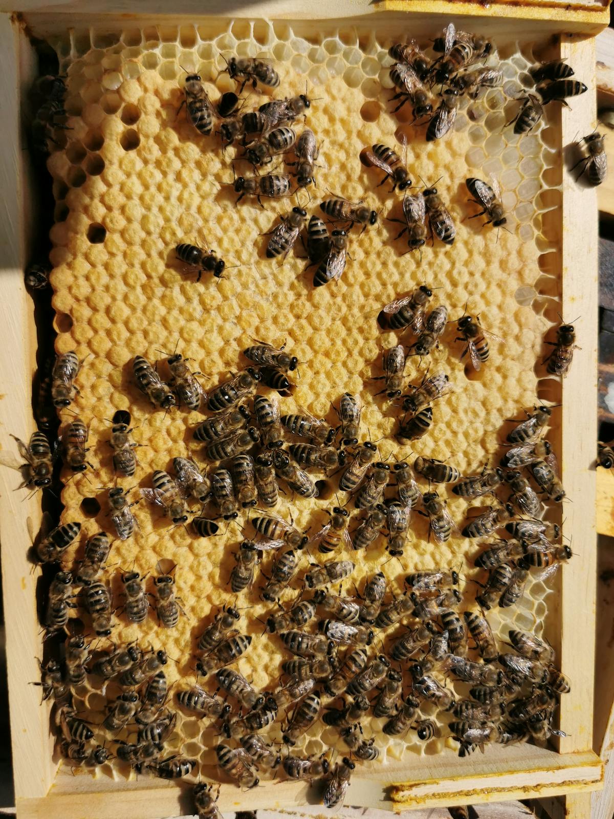 📊 ¿Qué categoría gastas más con tarjeta en Perú, hermano?