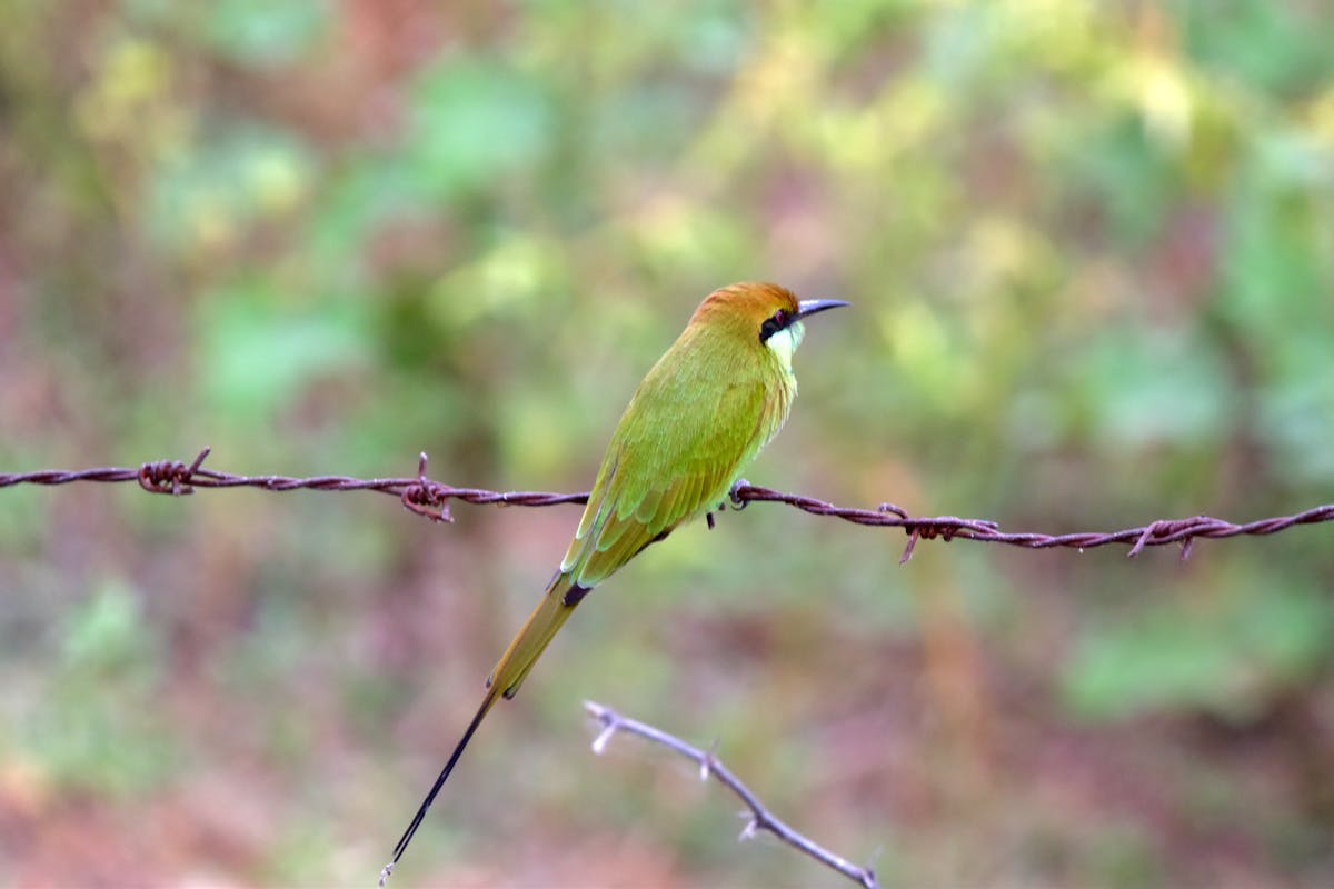 🚨 ¿La Proyección de Sant Andreu es una Farsa o la Verdad?