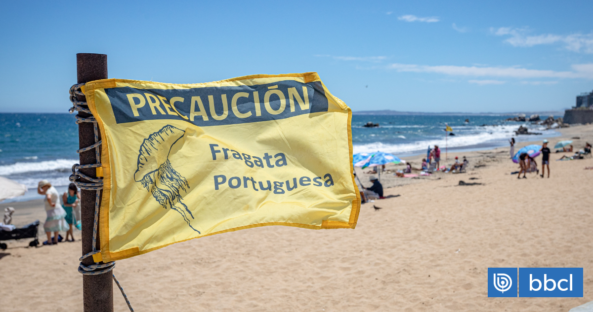 🚨 ¿Pica una fragata y te daña la vida? 🤦‍♂️