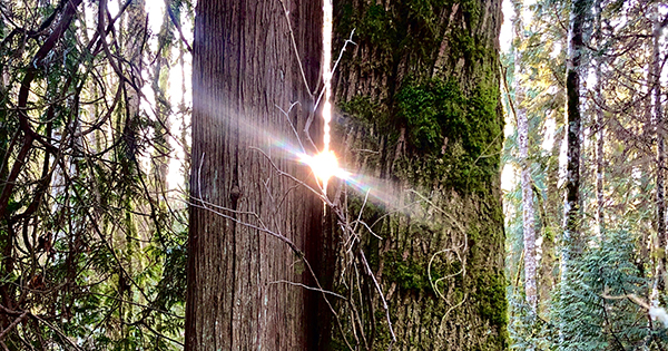 ¿Las Árboles Saben Más que Tu Psicólogo? 🌳 Natascha McElho...