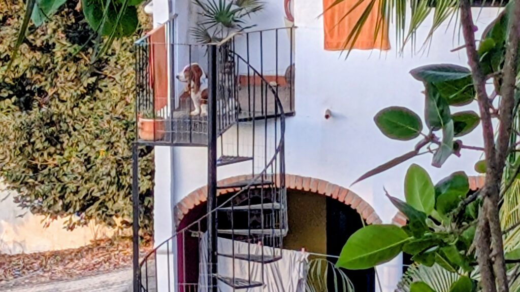 ¿Mi Perro es Más Humano que el Chatbot de Mi Empresa?