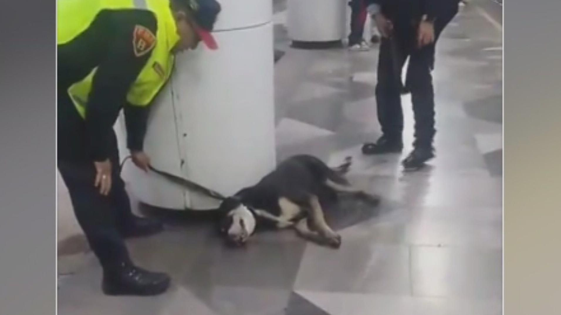🚨 ¡Rescatan a Perro en Línea 8 del Metro! ¿Y tu mascota qué ha...
