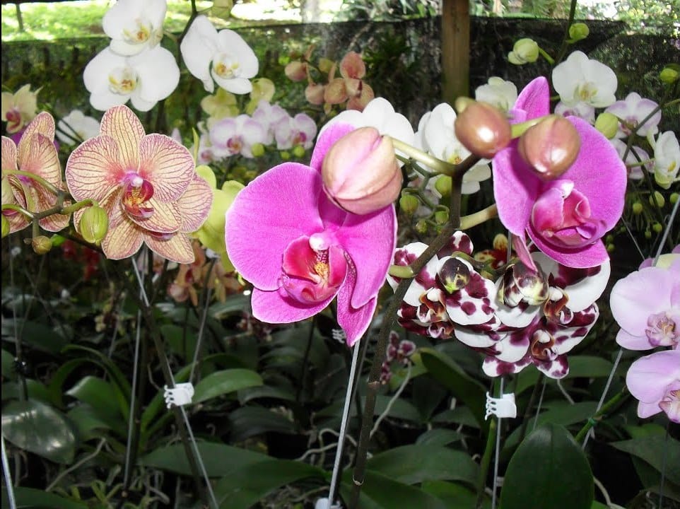 El Libro Total te hace ver la belleza natural 🌿... ¡o es solo ...