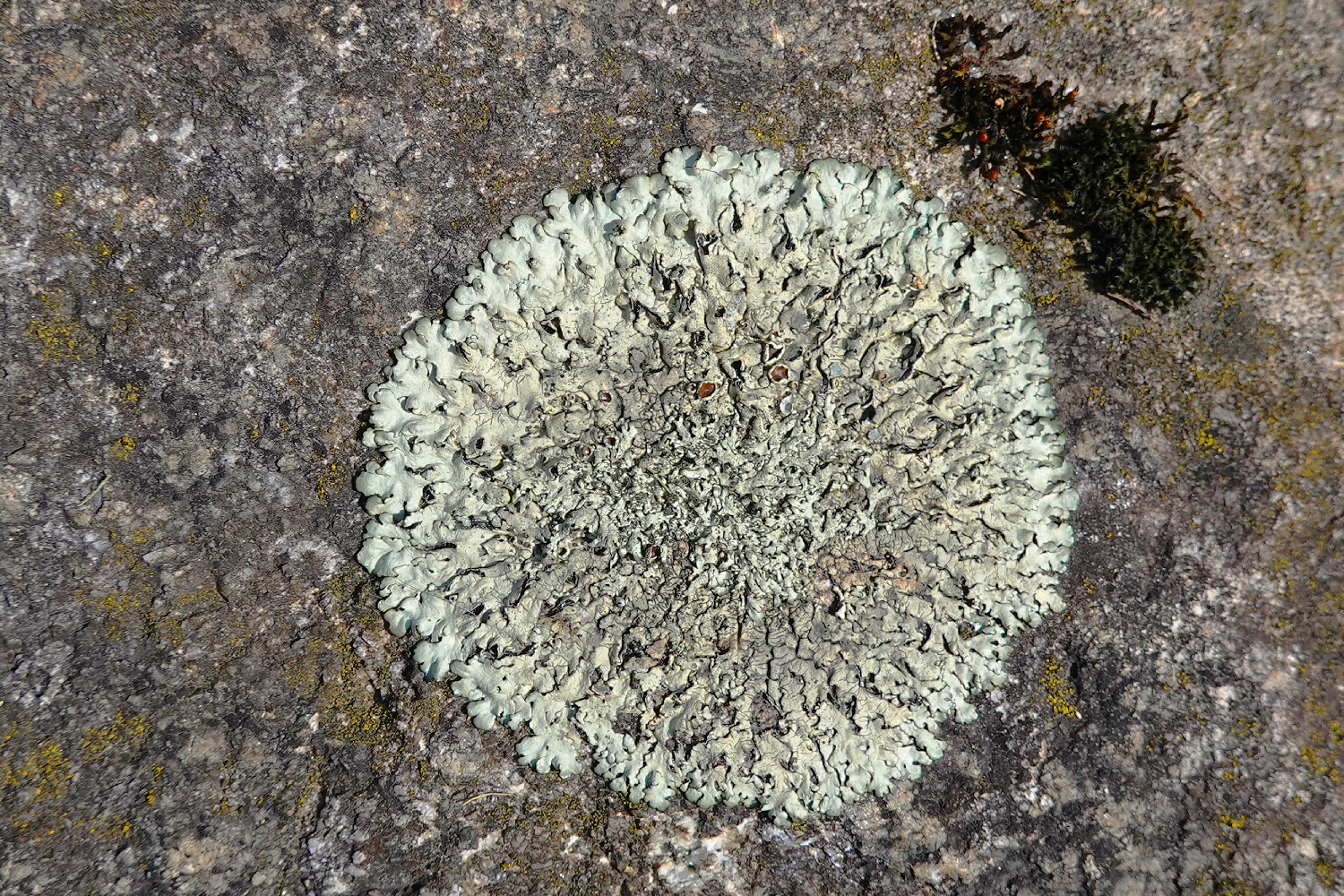 ¿Tu Foco es la Nube o Solo Te Dices?