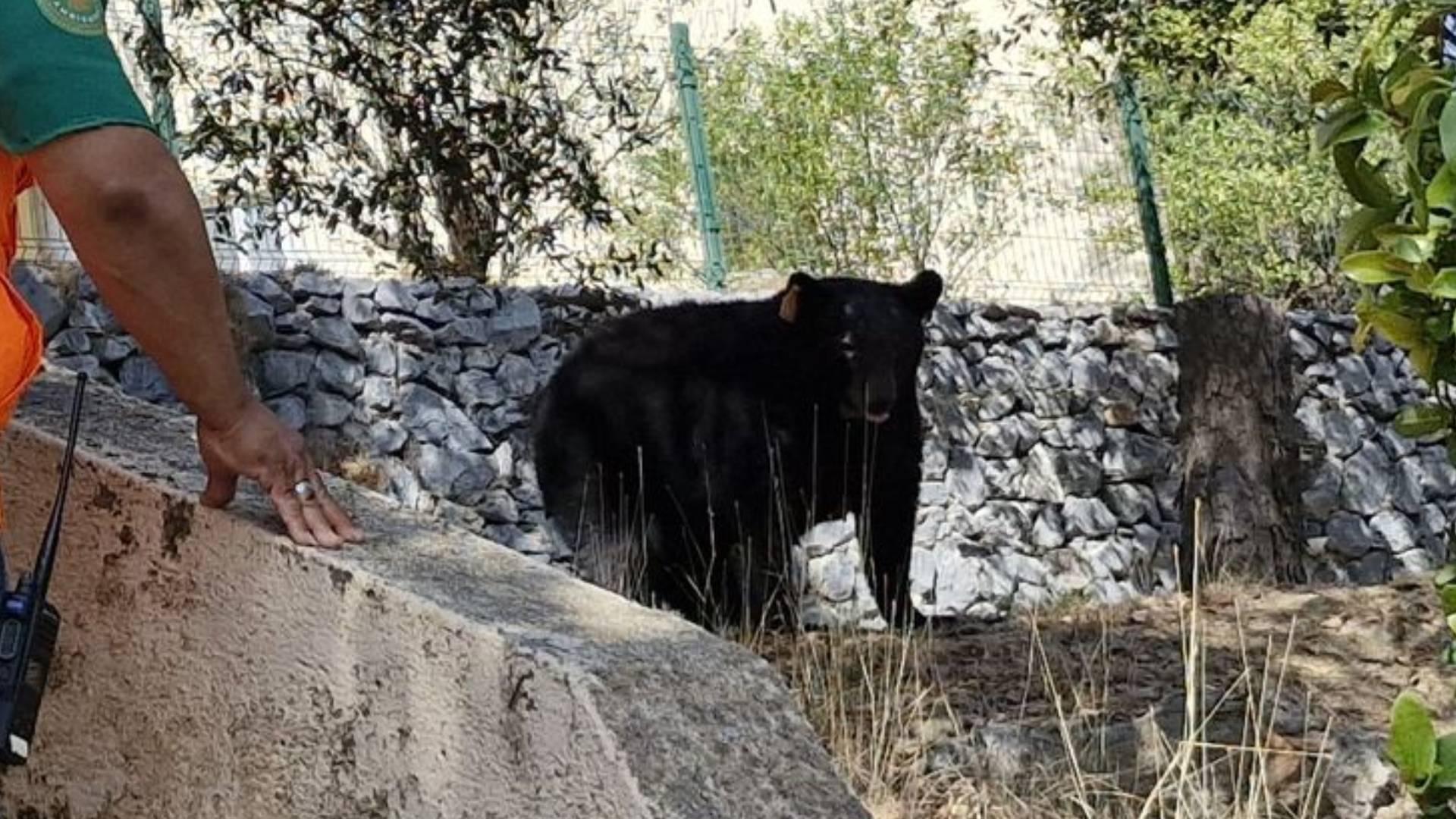 ¿Cuatro Osos en el Barrio? 🐻 Esto es Ojo Aquí!