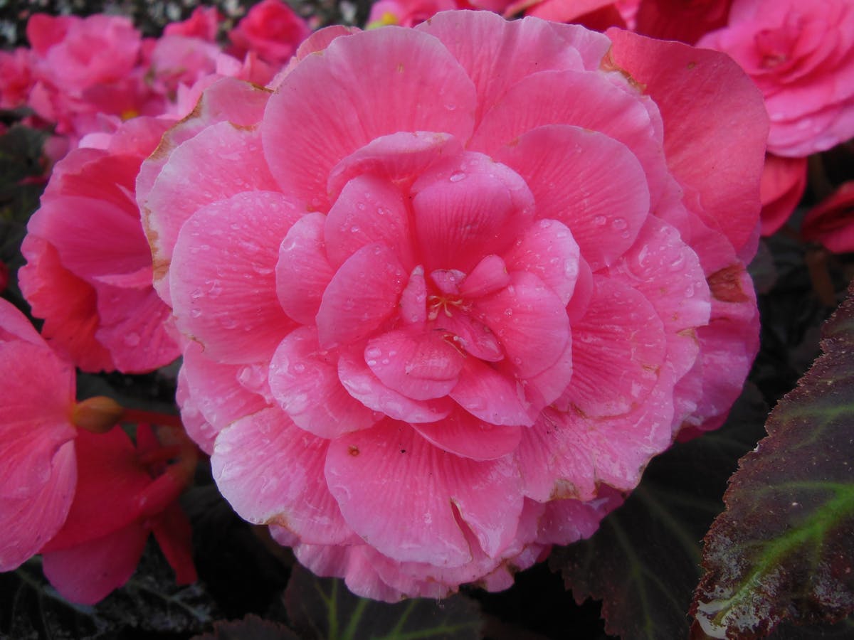 100 Vuelos Cancelados y 500 Retrasos: ¿La Meteorología o L...