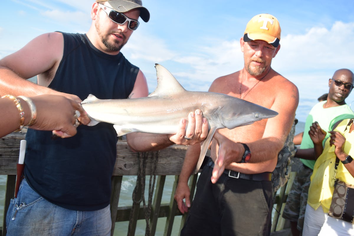 ¿Te Puedes Ganar la Vida o Solo Copiar a los Demás? 🤡