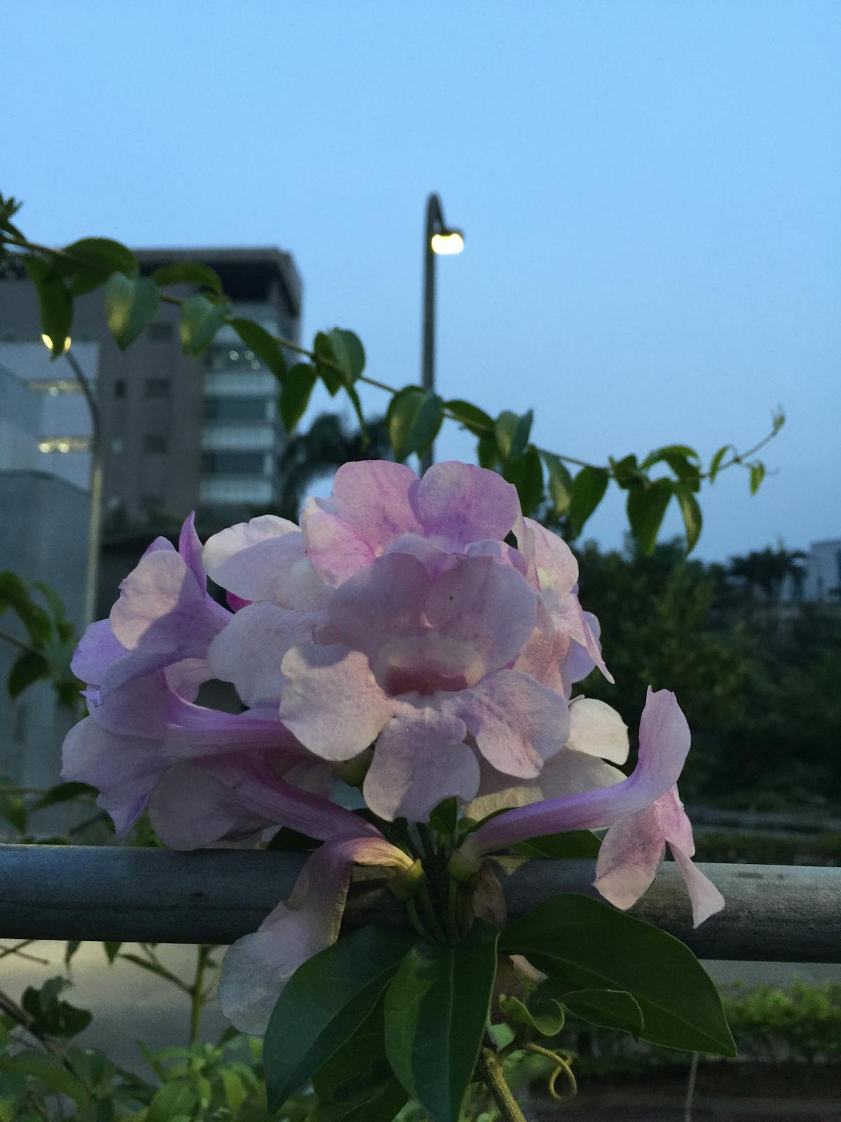 ¿Qué Onda con la Seguridad Cibernética de Claudia Sheinbau...