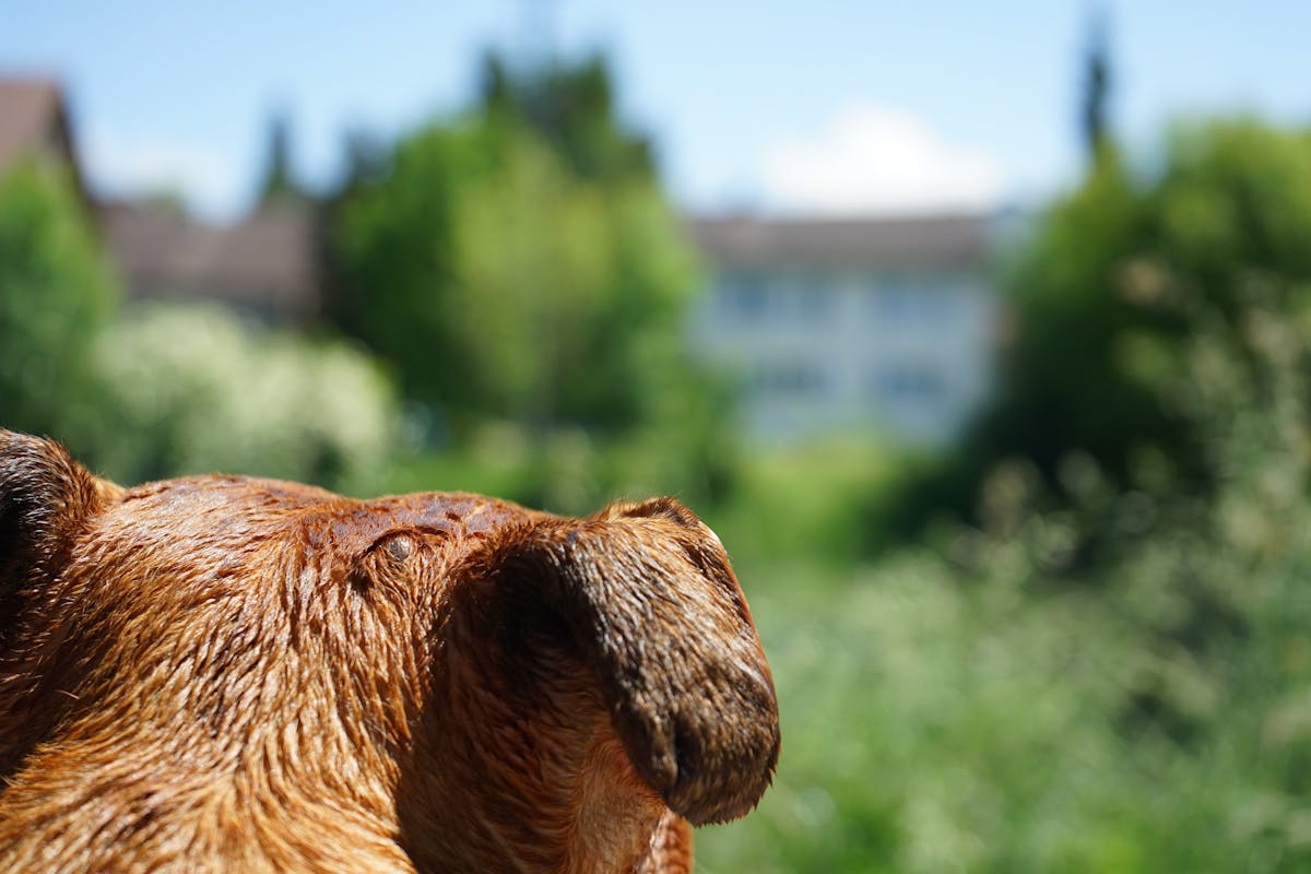 ¿La Memoria es Como el WiFi de Tu Teléfono? 🤯 ¡Descubre el...