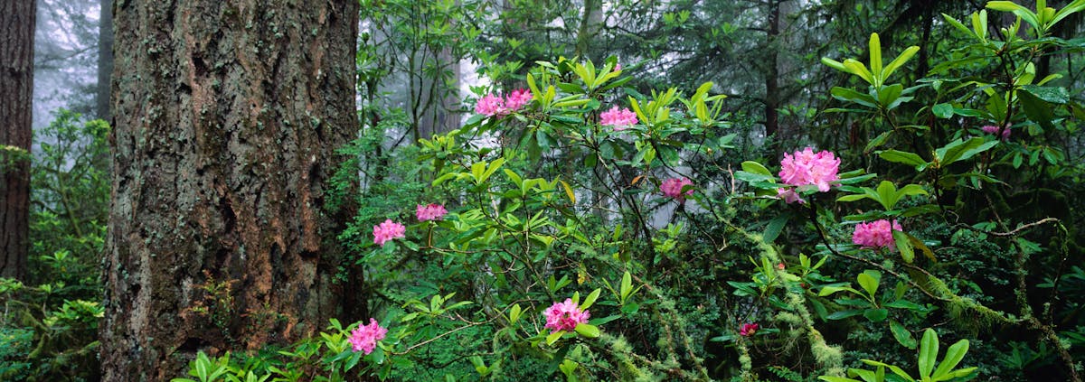 ¿La Verdad Sobre el Mejor Video de la Historia? Es el Fútb...