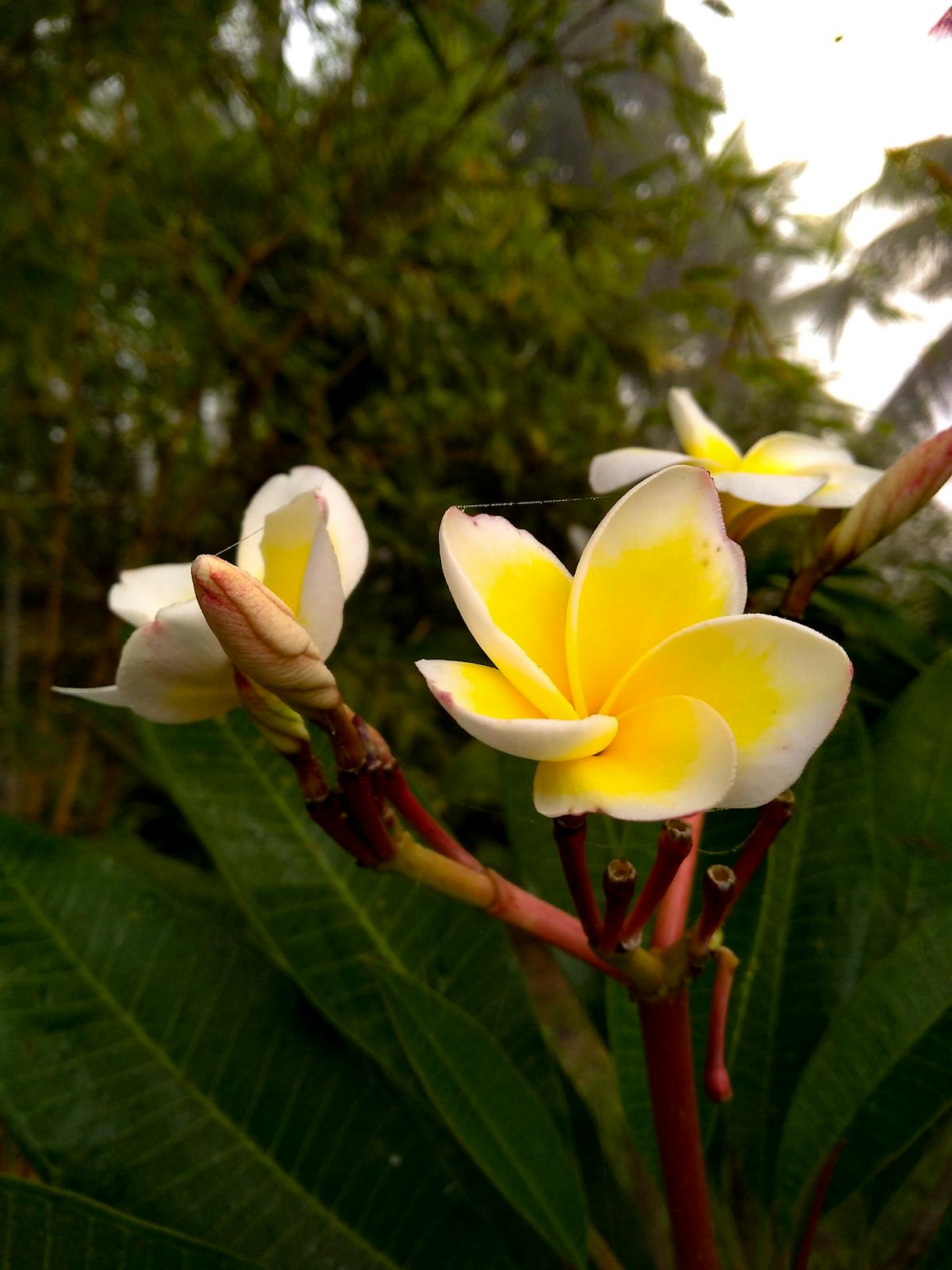 ¿Bogotá Se Pasa de la Raya con Dados Personales? (Pu...