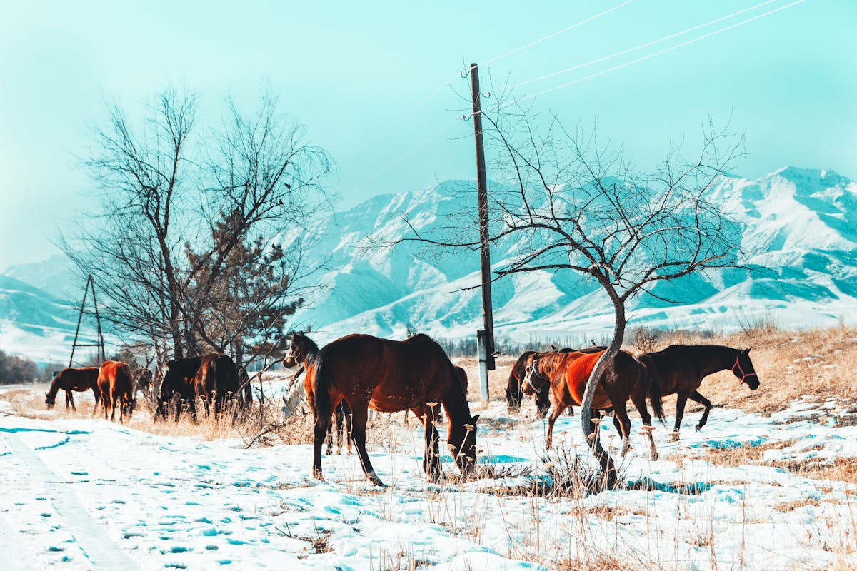 ¿Bergamo se Vuelve el Festival de Música Virtual o Físico?...