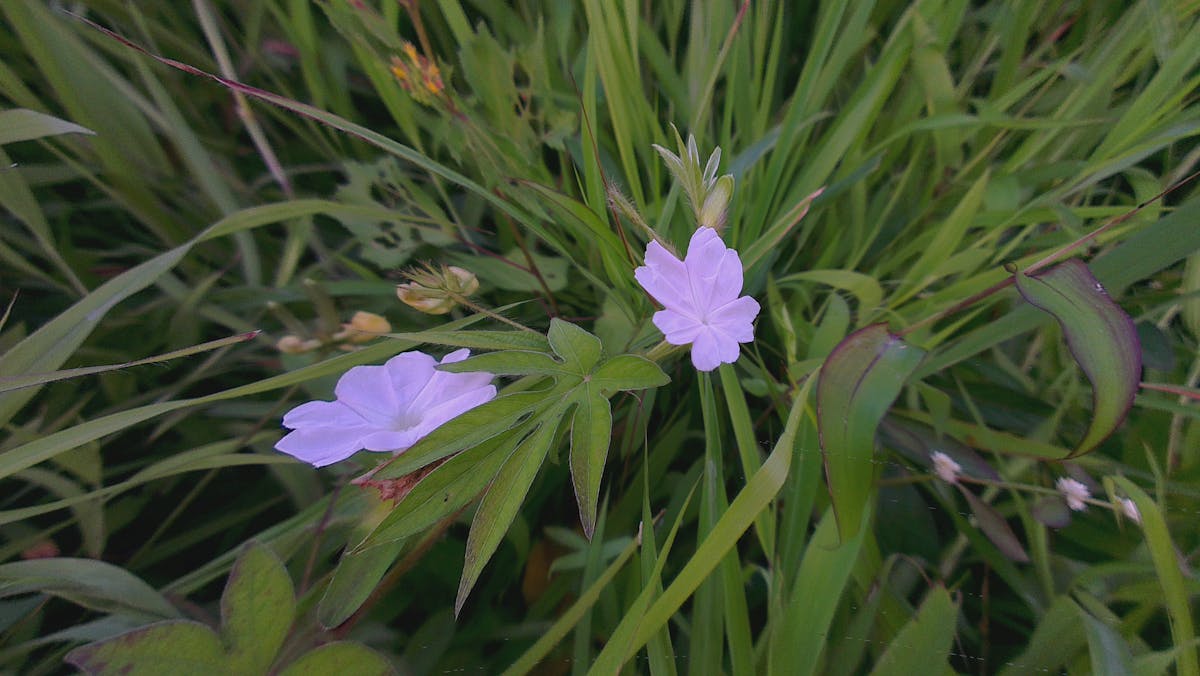Te lo resumo: PAN se larga del PRI y va a hacerse con MC 💀...