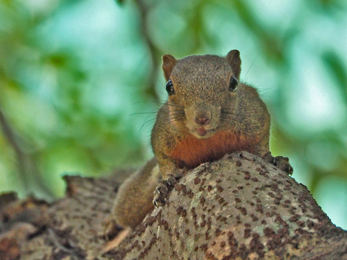 🏢 ¿La Demolición de Pruitt Igoe Fue el primer Vaporware Ur...