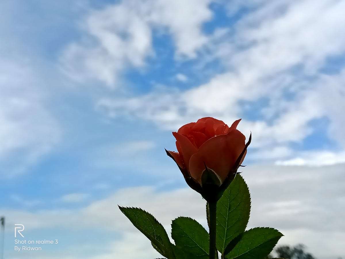 ¿1,000 True Fans o 0 Fans Verdaderos? 🤡