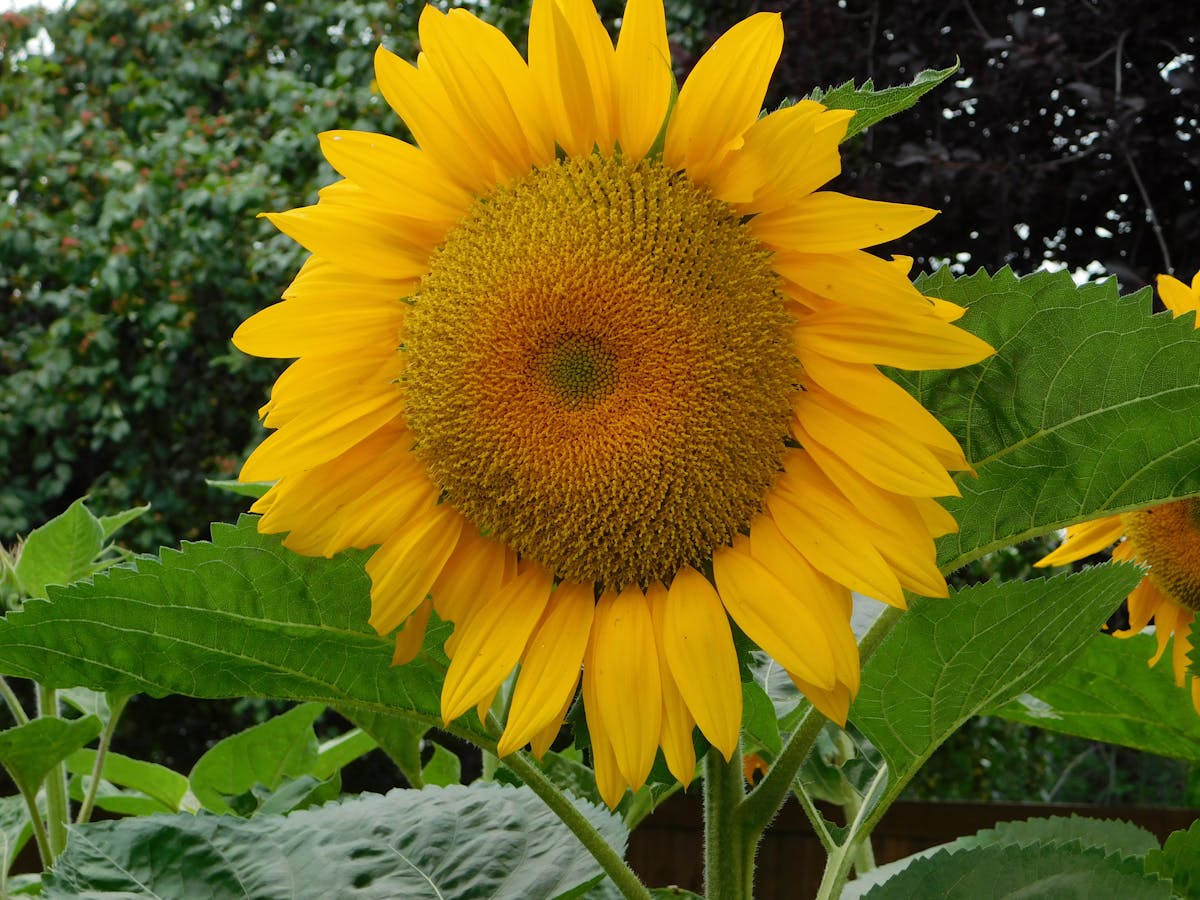 ¿Gmail te Caidó o Solo Finge Proteger tus Datos? 🚩