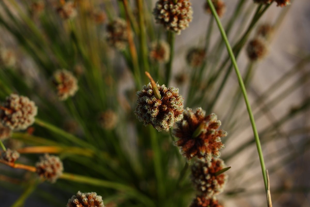 ¿Qué Pasó con el Dinero de Ayuso? 🚩