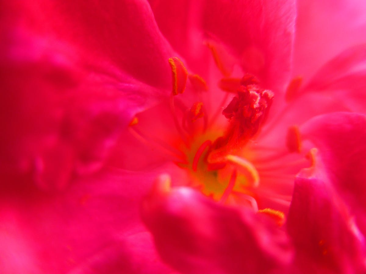 ⚡️ ¿Cuántos Socios de El Mencho Están en el Congreso?