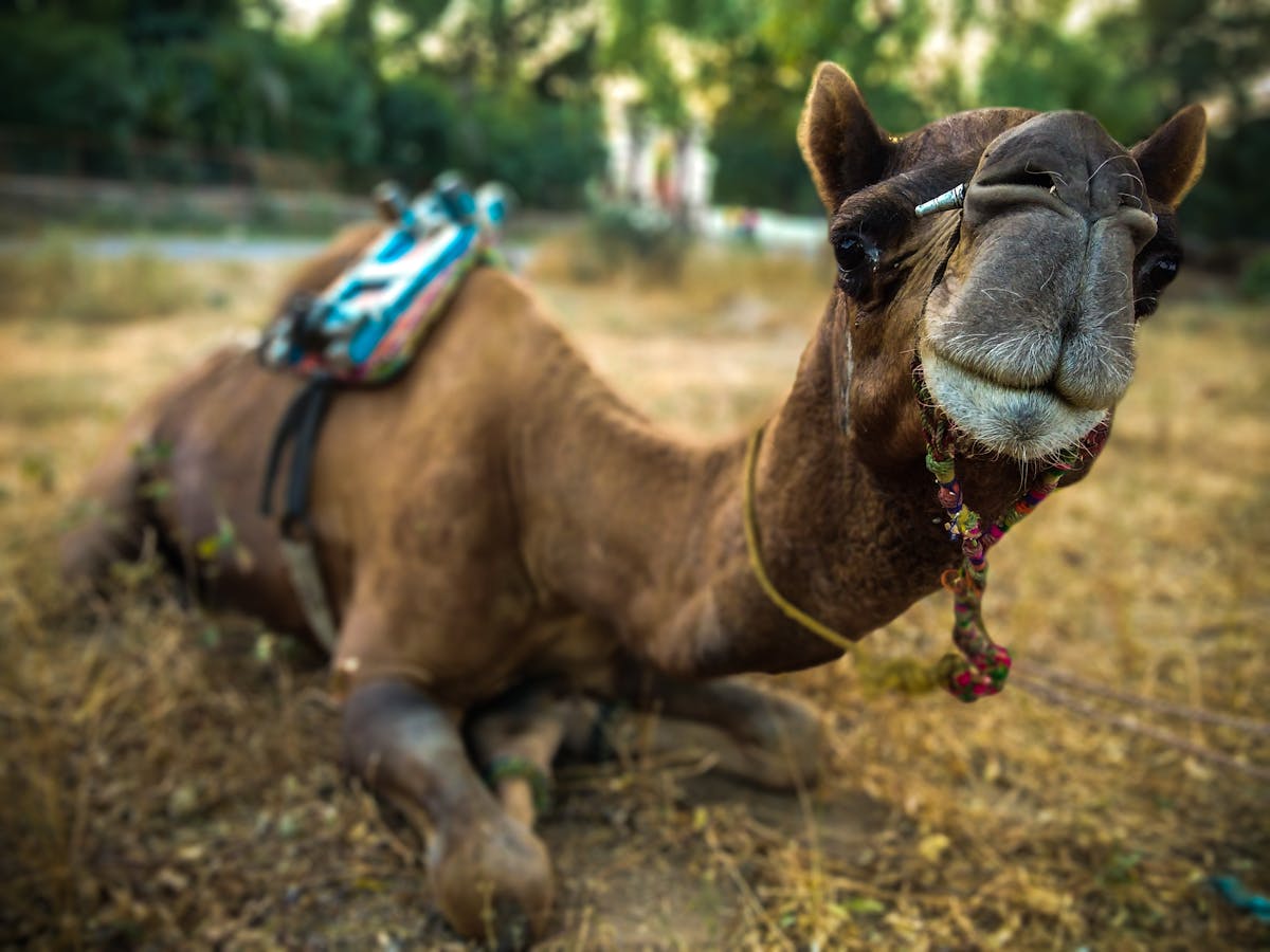 No te pases de la raya, ¿Miguel Bosé canta mejor que Majo Revé...