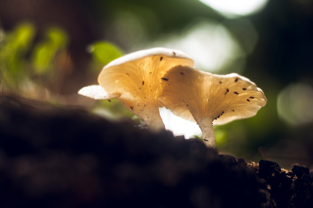 ¿Cuánto cuesta la inclusión? 💸 (puedes esperar el co...