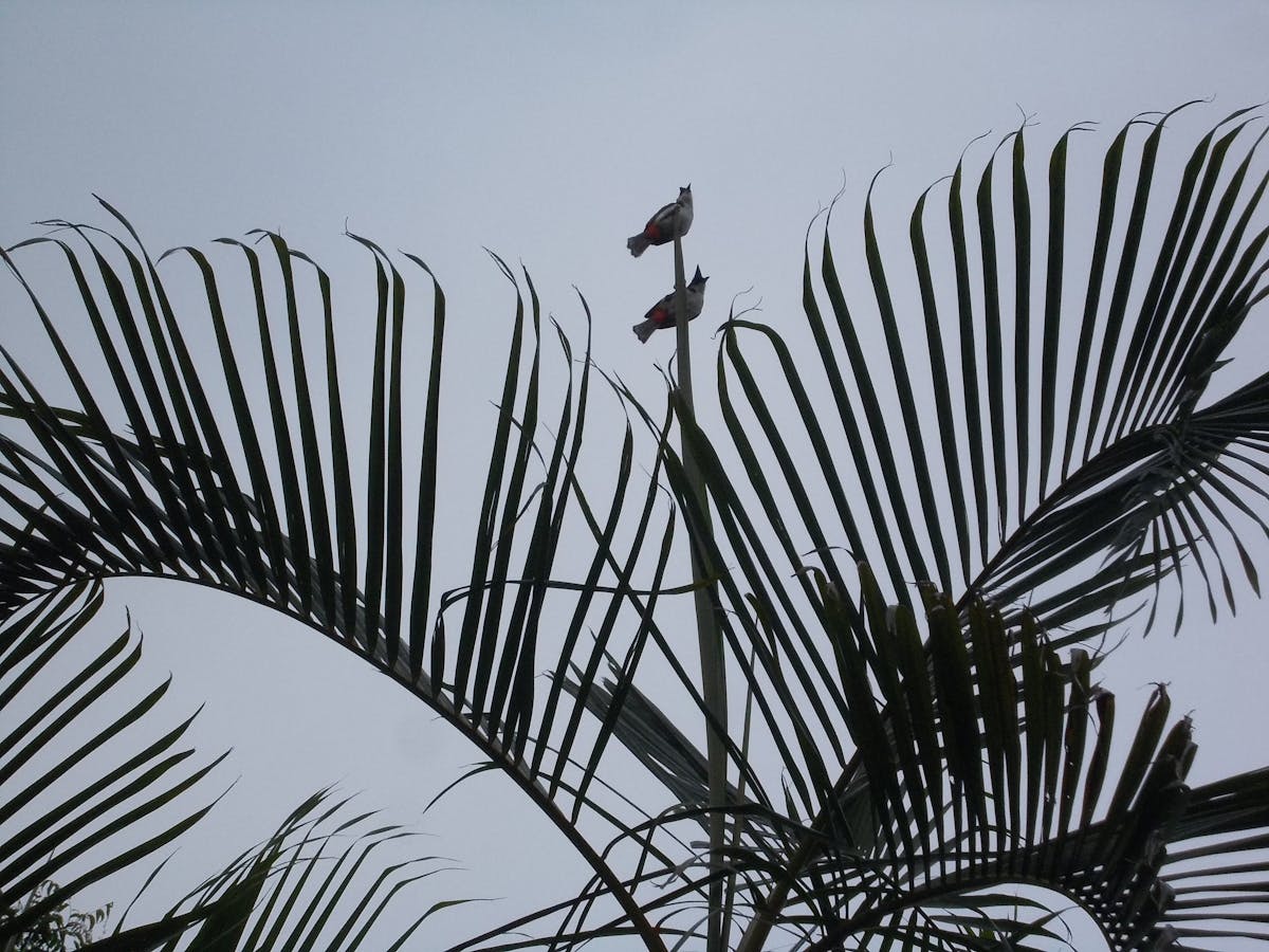 ¿La Inteligencia Artificial se Lanza sin Pruebas de Seguri...