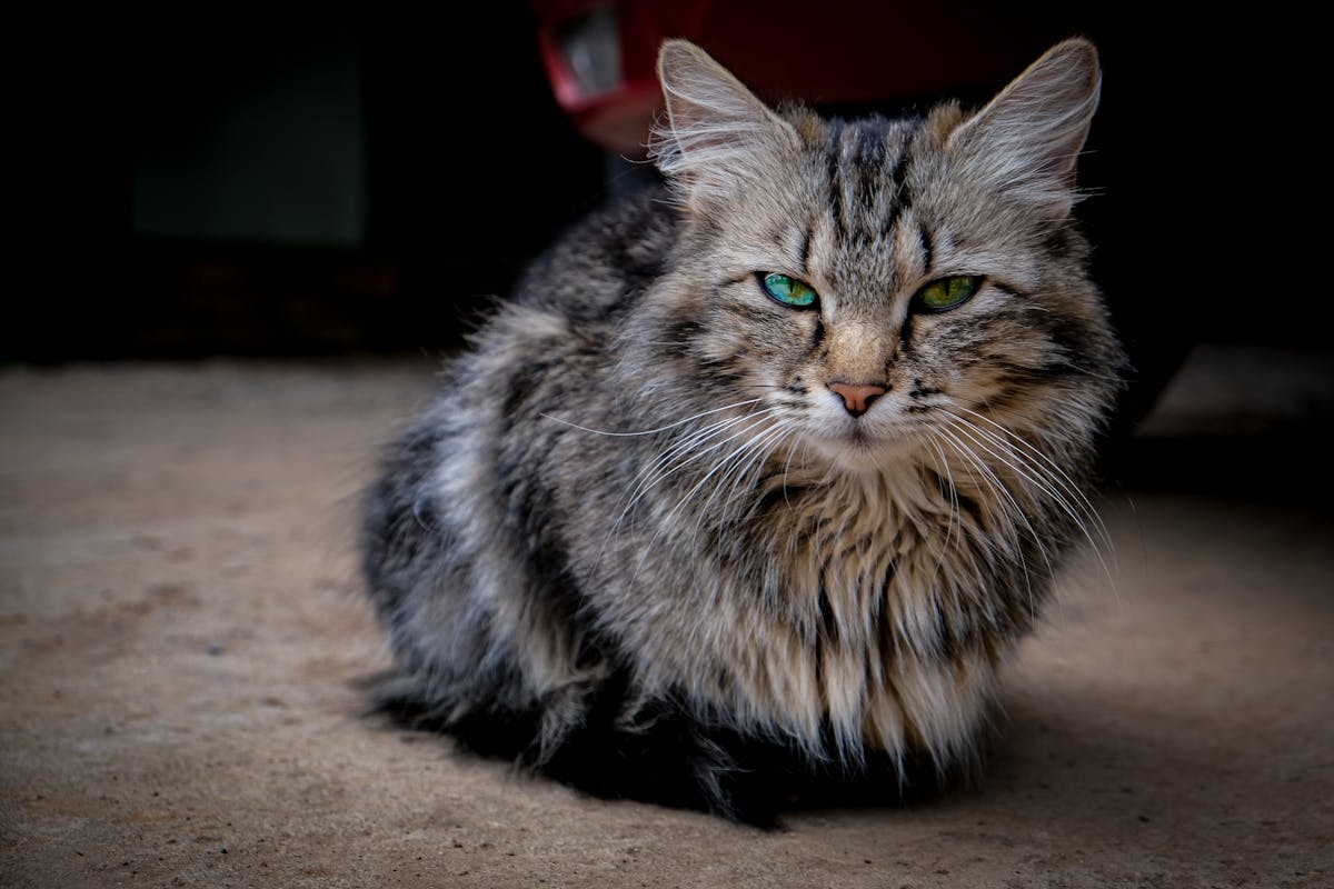 ¡Neta! Sarampión en Jalisco: ¿Cuántas vidas no impo...