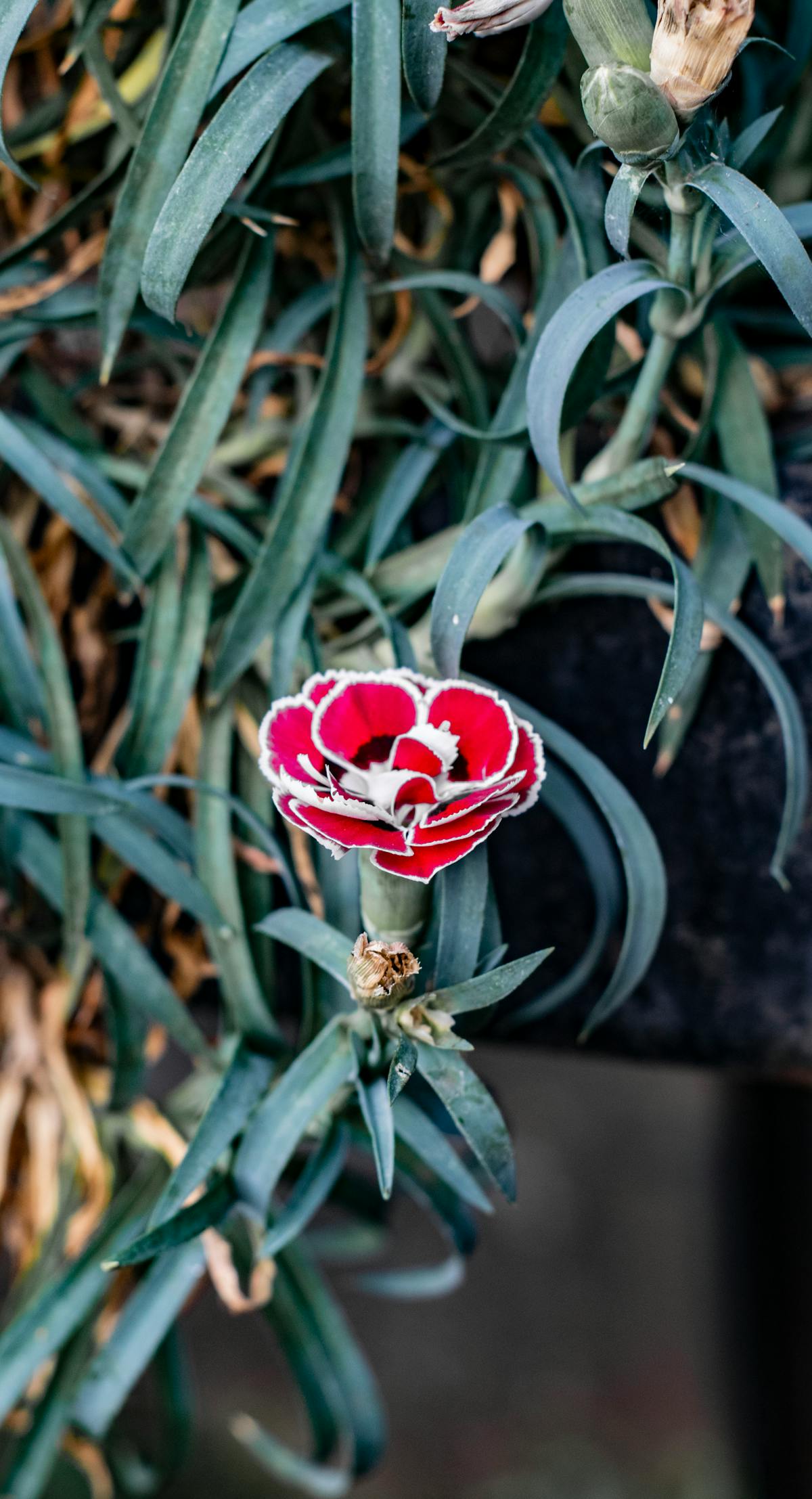 ¿Estás Listo para Ver el Clásico Mundial de Béisbol 2026 p...